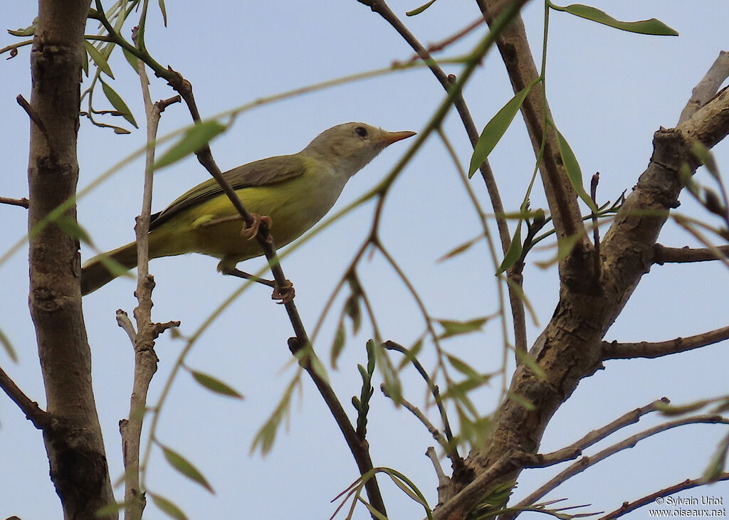 Senegal Eremomelaadult