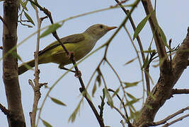 Senegal Eremomela