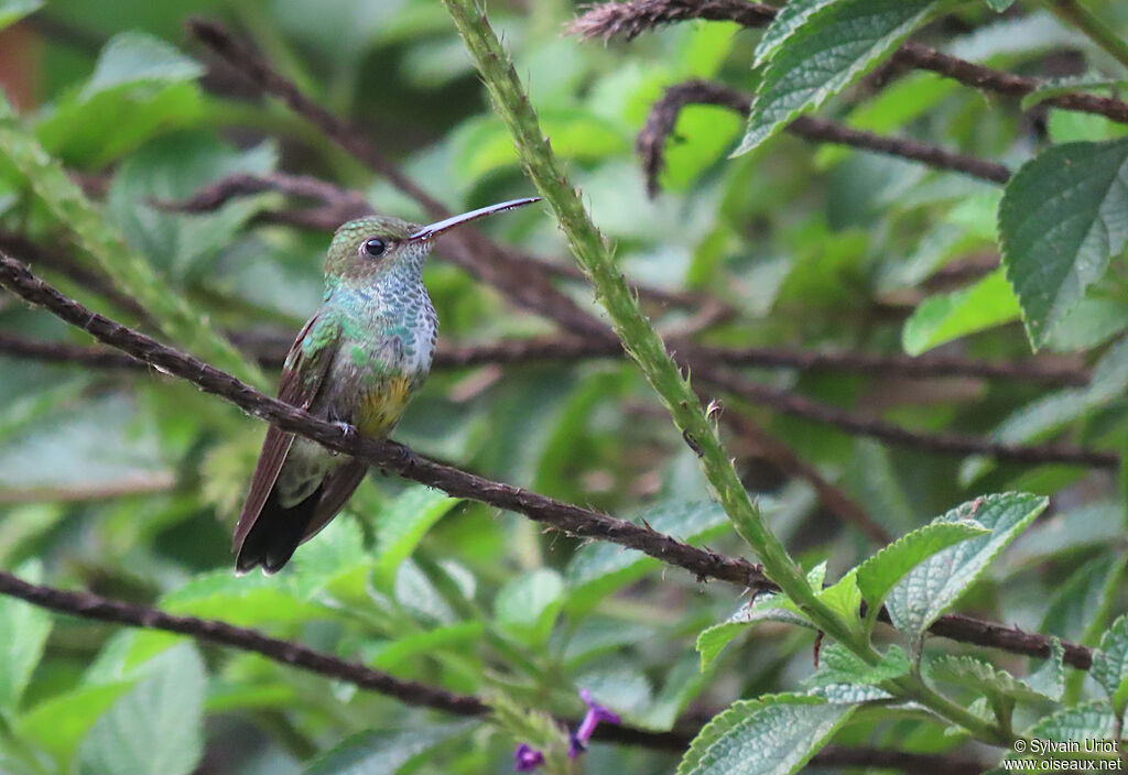 Greenish Puffleg female adult