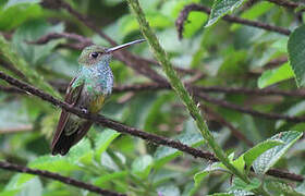 Greenish Puffleg