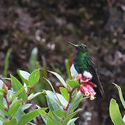 Glowing Puffleg