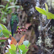 Glowing Puffleg