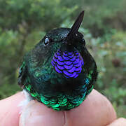 Glowing Puffleg