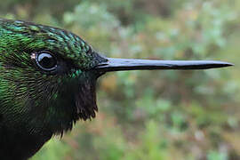 Glowing Puffleg