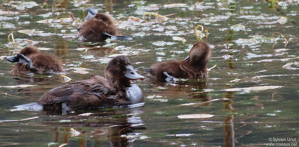 Andean Duck female adult