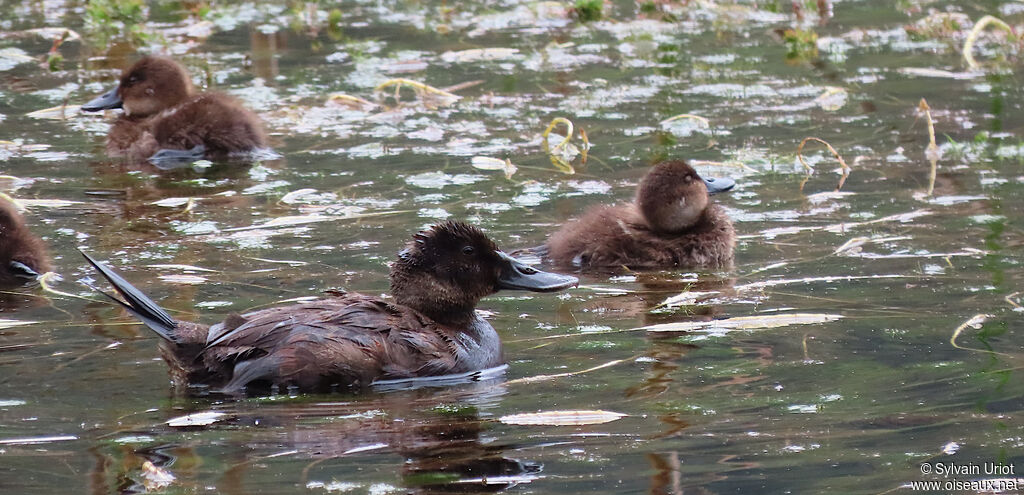 Andean Duck female adult