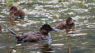 Andean Duck