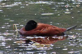 Andean Duck