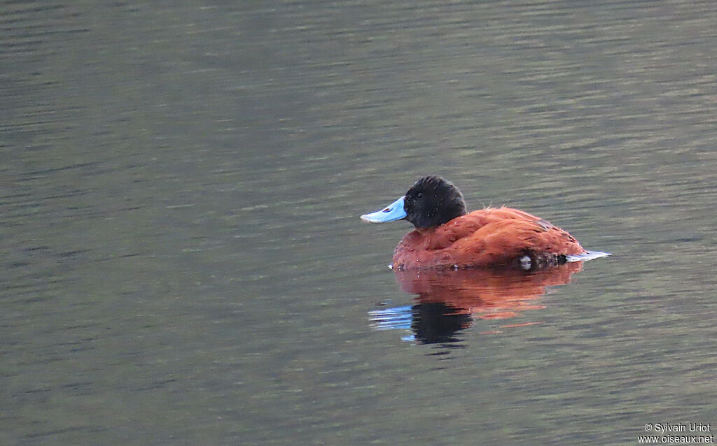 Andean Duck male adult