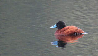 Andean Duck