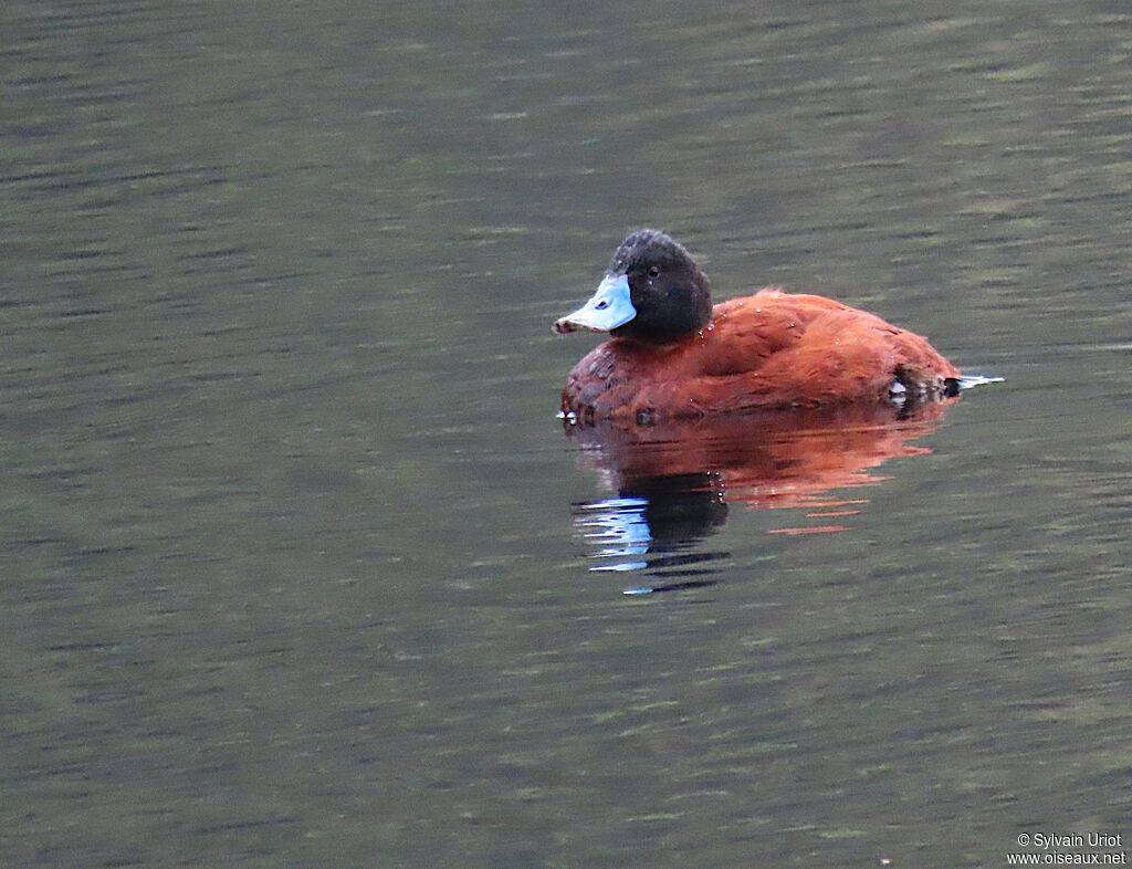 Andean Duck male adult