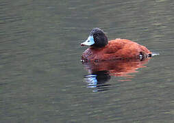 Andean Duck