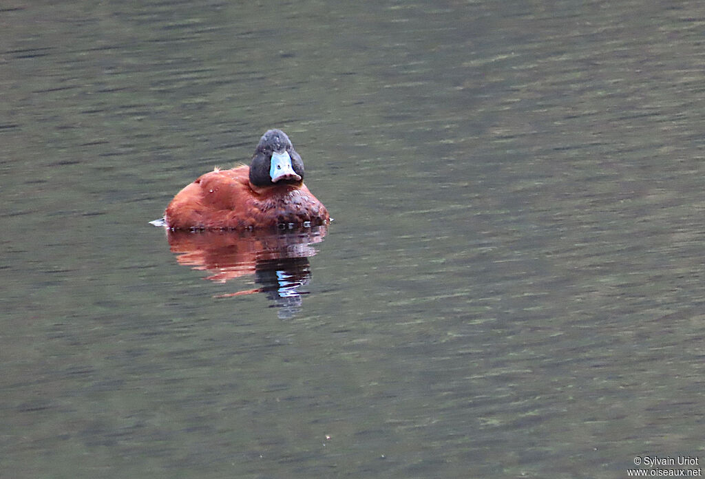 Andean Duck male adult