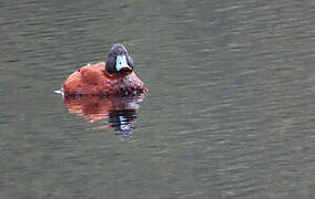 Andean Duck