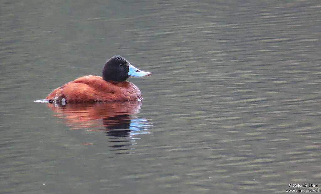 Andean Duck male adult