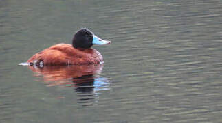 Andean Duck