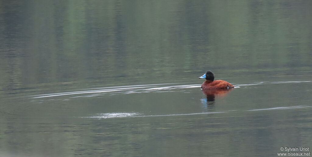 Andean Duck male adult