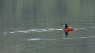 Andean Duck