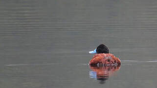 Andean Duck