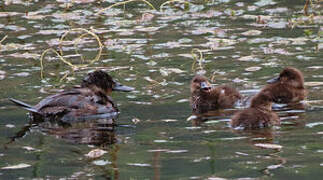 Andean Duck