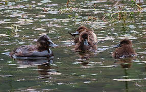 Andean Duck