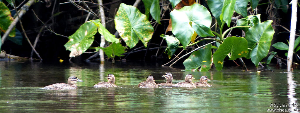 Masked Duck female