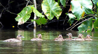 Masked Duck