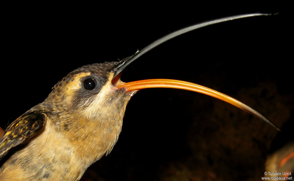 Long-tailed Hermitadult