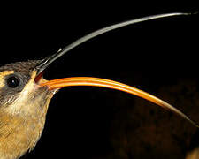 Long-tailed Hermit