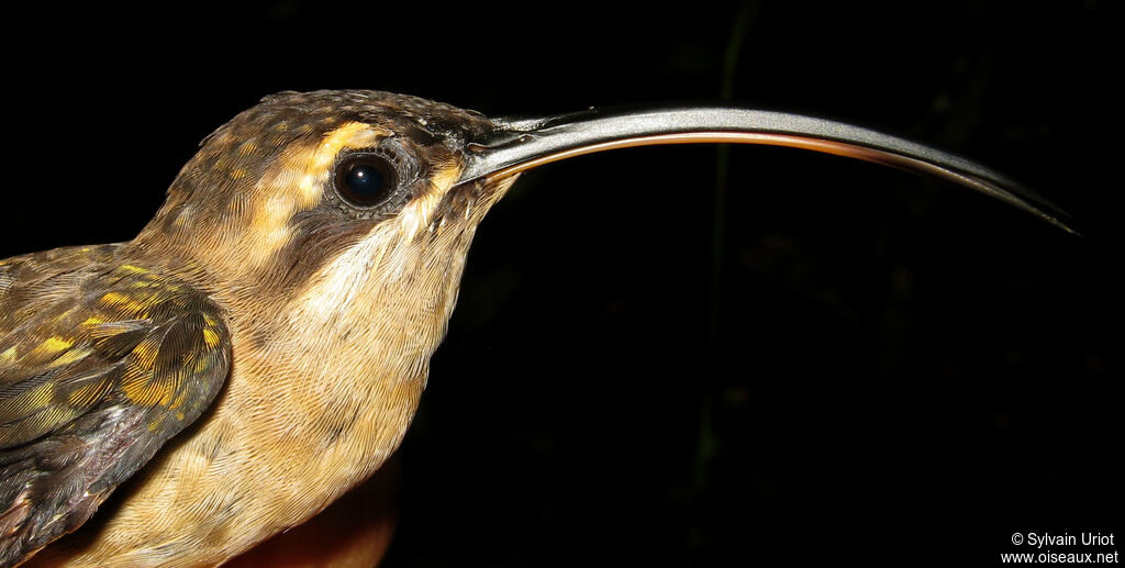 Long-tailed Hermitadult