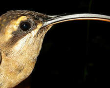 Long-tailed Hermit