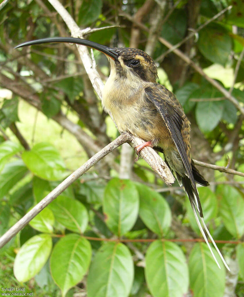 Long-tailed Hermitimmature, identification