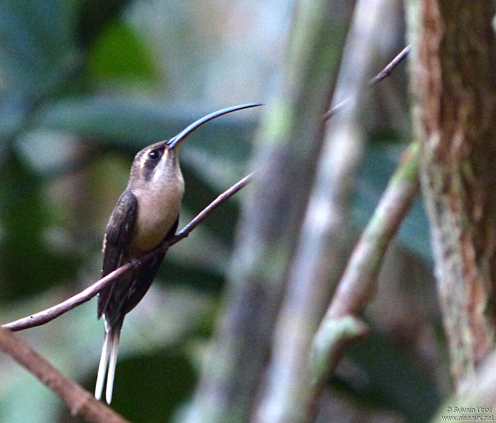 Long-tailed Hermitadult