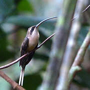 Long-tailed Hermit