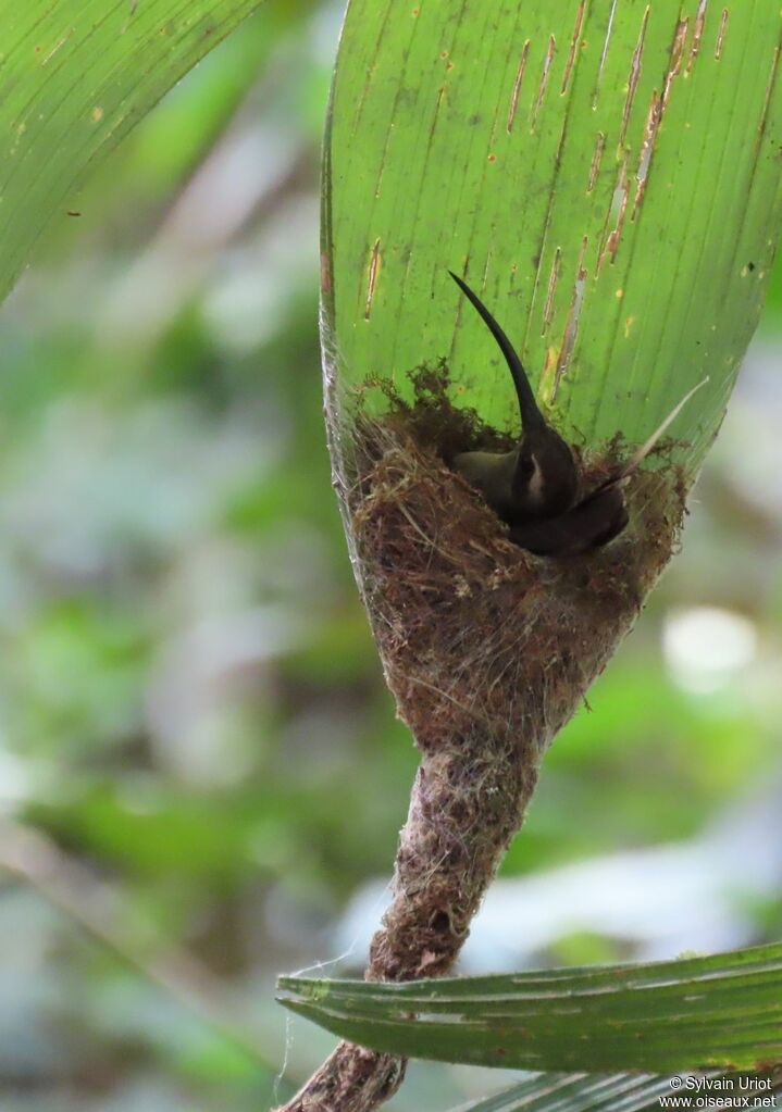 Long-tailed Hermitadult