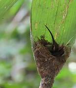 Long-tailed Hermit