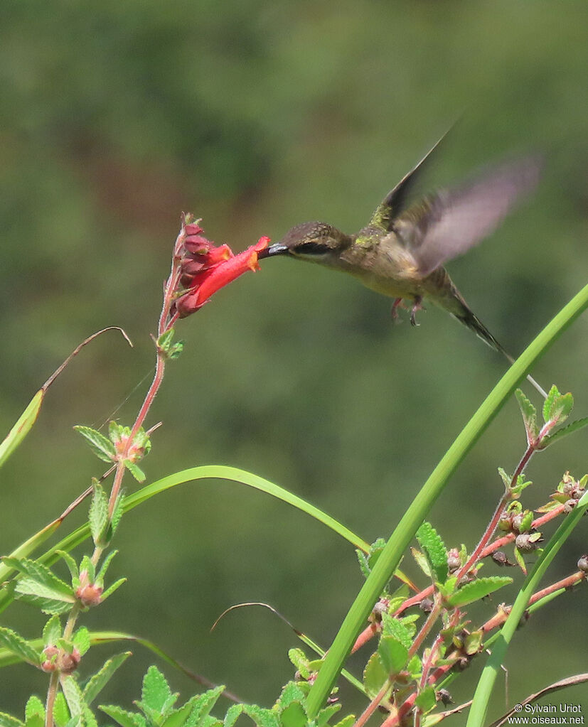 Long-tailed Hermitadult