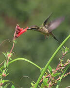 Long-tailed Hermit