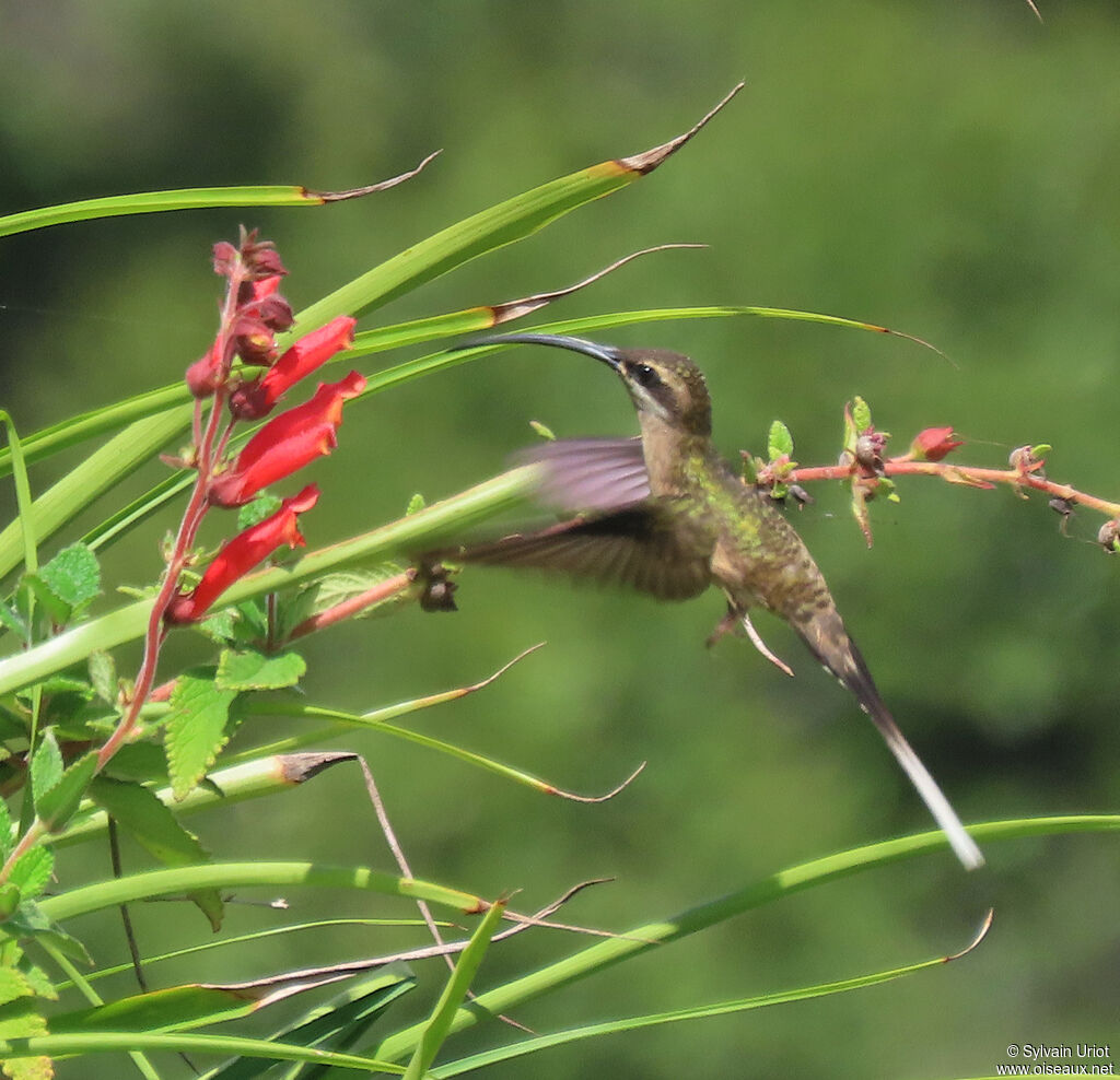 Long-tailed Hermitadult