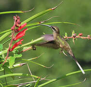 Long-tailed Hermit