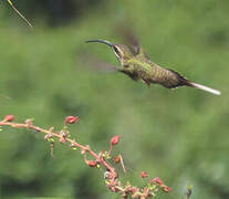 Long-tailed Hermit