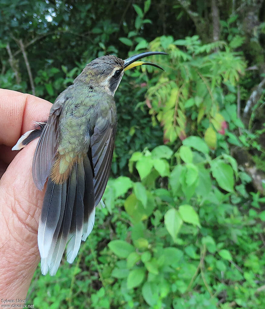 Grey-chinned Hermitadult