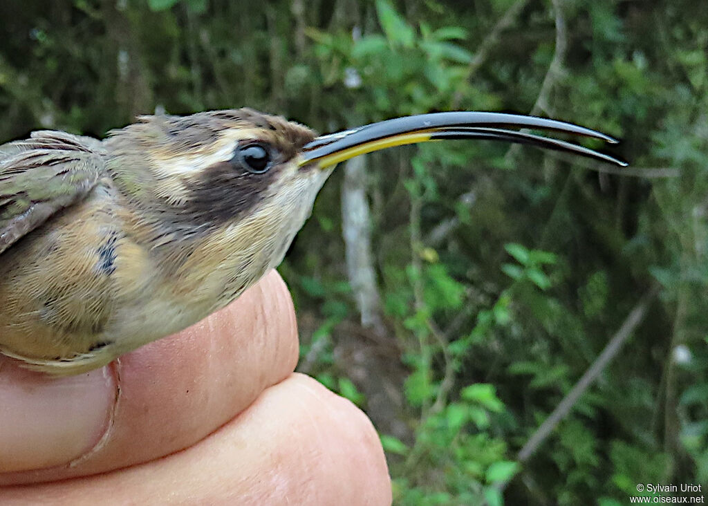 Grey-chinned Hermitadult