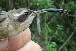 Grey-chinned Hermit