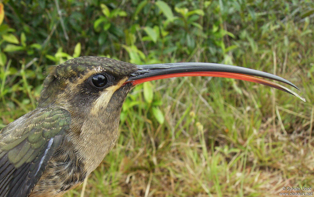 Ermite à long becimmature