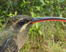 Great-billed Hermit