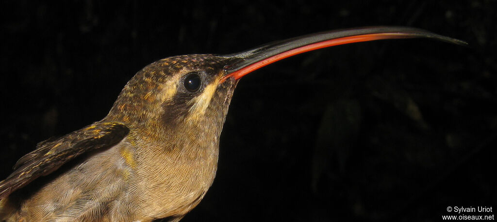 Great-billed Hermitadult