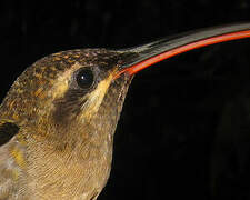 Great-billed Hermit