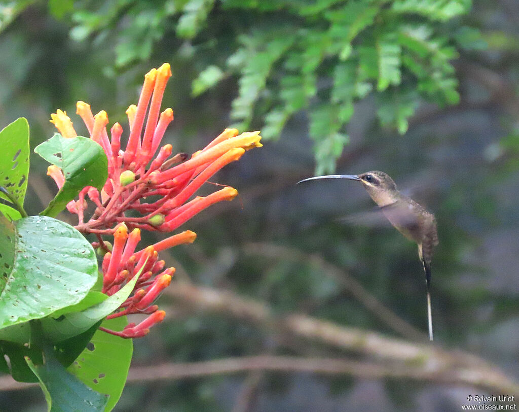 Great-billed Hermitadult