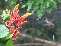 Great-billed Hermit